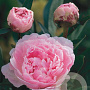 Paeonia (LD) 'Sarah Bernhardt' GM P9