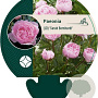 Paeonia (LD) 'Sarah Bernhardt' GM  P11