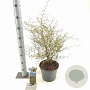 Sophora 'Little Baby' 40-50 cm 5,0L