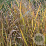 Panicum virgatum GM P9