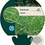 Panicum virgatum GM P9