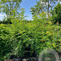 Sorbus 'Dodong' 175-200 cm 45L meerstammig