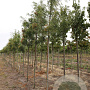 Sorbus 'Dodong' 10-12 HO draadkluit