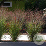 Panicum virgatum 'Hänse Herms' GM P9