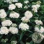 Spiraea jap. 'Albiflora' GM P9
