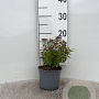 Spiraea jap. 'Anthony Waterer' 10-15 cm C1.3