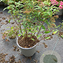 Spiraea jap. 'Anthony Waterer' 30-40 cm 2,0L