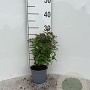 Spiraea jap. 'Dart's Red' 20-25 cm C1.3