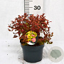 Spiraea jap. 'Firelight' 30-40 cm 3,0L