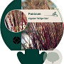 Panicum virgatum 'Heiliger Hain' GM P9