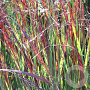 Panicum virgatum 'Heiliger Hain' GM P9