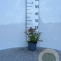Spiraea jap. 'Goldflame' 10-15 cm C1.3