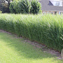 Panicum virgatum 'Northwind' GM P9