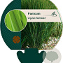 Panicum virgatum 'Northwind' GM P9