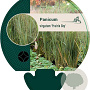 Panicum virgatum 'Prairie Sky' GM P9