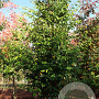 Sycoparrotia semidecidua 14-16 HO draadkluit geveerd