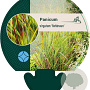 Panicum virgatum 'Rehbraun' GM P9