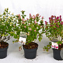 Symphoricarpos Symphony Rock 30-40 cm 3,0L