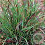 Panicum virgatum 'Shenandoah' GM P9