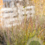Panicum virgatum 'Shenandoah' GM P9