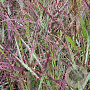 Panicum virgatum 'Squaw' GM P9