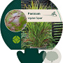Panicum virgatum 'Squaw' GM P9