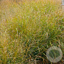 Panicum virgatum 'Strictum' GM P9