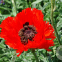 Papaver orientale 'Bolero' GM P9