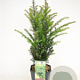 Taxus baccata 40-50 cm 5,0L