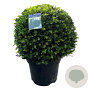 Taxus baccata 45-50 cm 15L bol