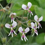 Pelargonium tomentosum GM P9