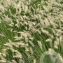 Pennisetum alopecuroides GM P9