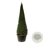 Taxus baccata 300-350 cm cont. 500L piramide