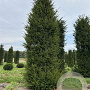 Taxus baccata 450-500 cm draadkluit solitair