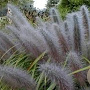 Pennisetum alopecuroides 'Black Moudry' GM P9