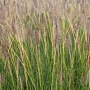 Pennisetum al. 'Goldstrich' GM P9