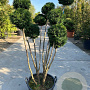 Taxus media 'Hicksii' 150-175 cm container pompon