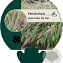 Pennisetum al. 'Redhead' GM P9