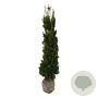 Taxus media 'Viridis' 140-160 cm met kluit extra