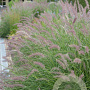 Pennisetum 'Karley Rose' GM P9