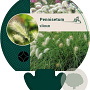 Pennisetum villosum GM P9