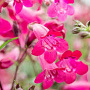 Penstemon 'Garnet' GM P9