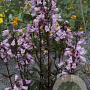 Penstemon 'Isa' GM P9