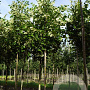 Tilia americana 'Moltkei' 18-20 HO draadkluit