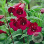 Penstemon 'Rich Ruby' GM P9