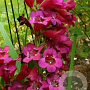 Penstemon 'Rich Ruby' GM P9