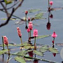 Persicaria amphibia GM P9