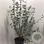 Viburnum burkwoodii 80-100 cm 12L