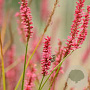 Persicaria amplexicaulis 'Firetail' GM P9