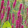 Persicaria amplexicaulis 'High Society' GM P9